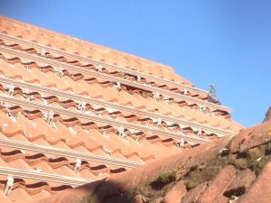 pigeon nests
